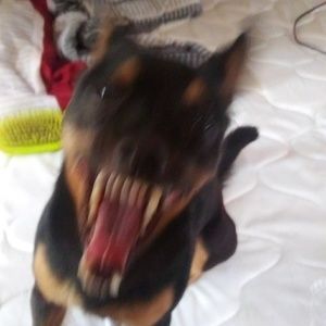 Meet your Posher, Roy